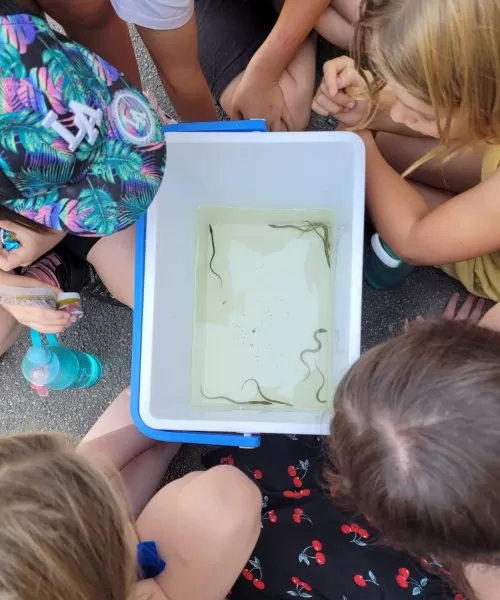 Children looking over a container with elvers.