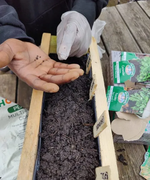 Seeds in a hand above a wooden planter with soil.