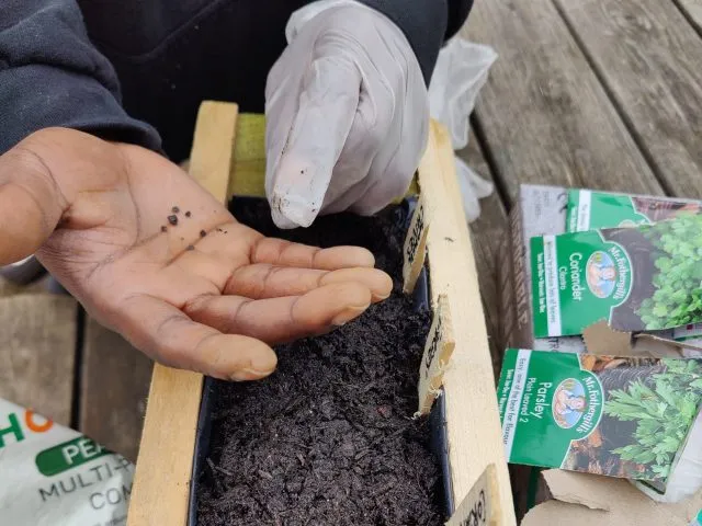 Seeds in a hand above a wooden planter with soil.